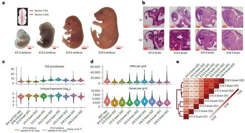 新型空间多组学技术解密小鼠脑发育的时空谱系