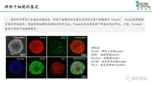 神经干细胞与人体干细胞技术 开发现状与应用前景简述