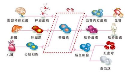干细胞注射抗衰老的科学依据与应用挑战 如何实现精准分化？